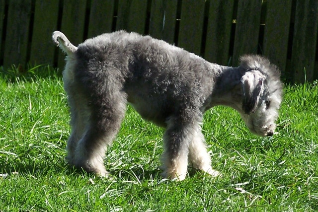 Arc-en-ciel Arlequin 06.04 (21).JPG